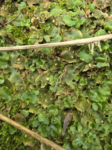 Crescent-cup liverwort