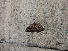Triphosa lugens