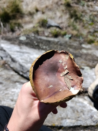 Bay Bolete