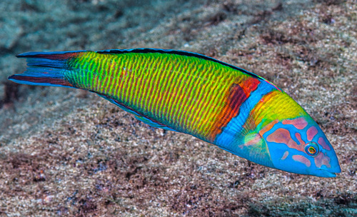 Ornate Wrasse, photo 5 of 10