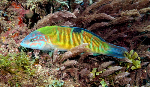 Ornate Wrasse, photo 2 of 10