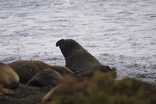 Elefante marino del sur registrada en Rawson