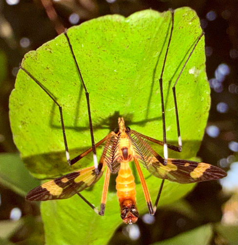Antlered Crane Fly