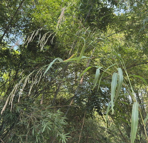 Arundo formosana observed 2026-10-10