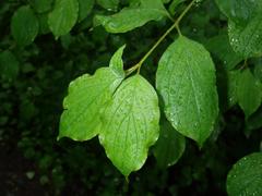 Cornus sanguinea