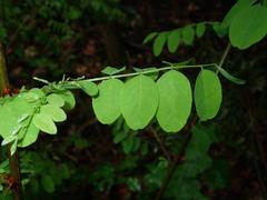 Robinia pseudoacacia