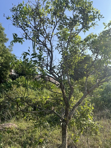 Cassia fistula observed 2026-10-12
