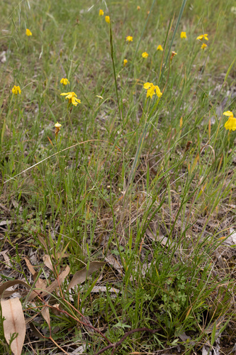 Goodenia pinnatifida observed 2026-10-12