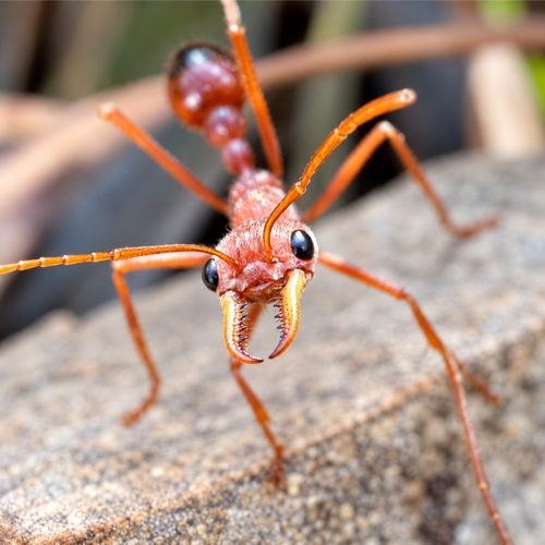 Red Bull Ant