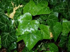 Hedera helix