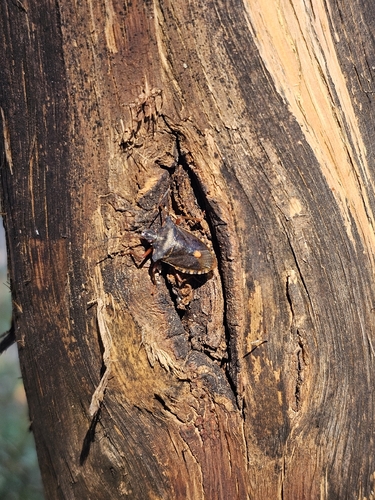Forest Bug