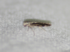 Agnippe prunifoliella