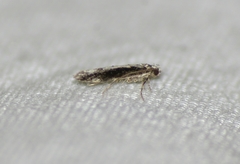 Agnippe prunifoliella