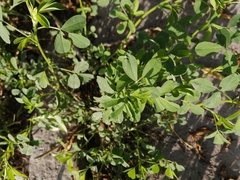 Medicago falcata