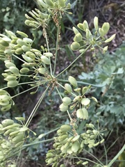 Lomatium californicum