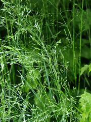 Poa nemoralis