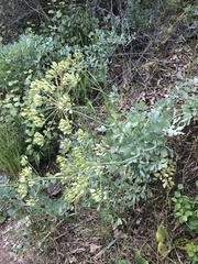 Lomatium californicum