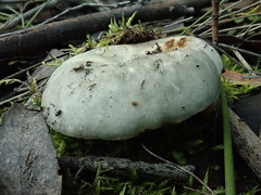 Russula viridis