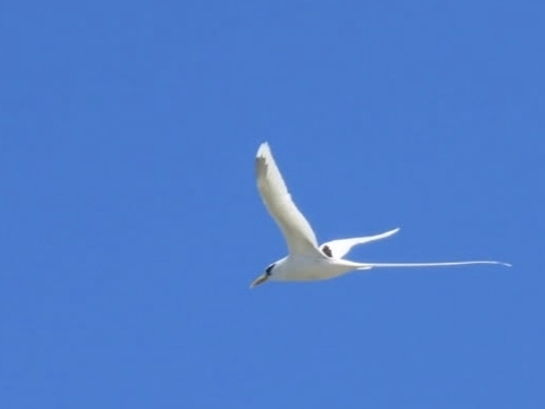 Phaethon lepturus observed 2026-10-12
