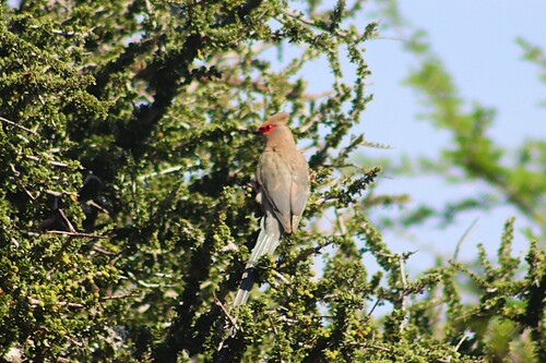iNaturalist image