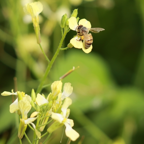 Western Honey Bee