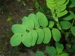 Robinia pseudoacacia