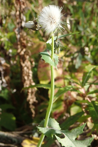 Common Sow-thistle