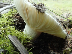 Russula viridis