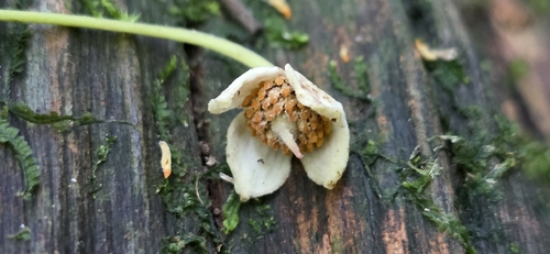 Sloanea australis observed 2026-10-12