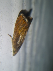 Dichrorampha bittana
