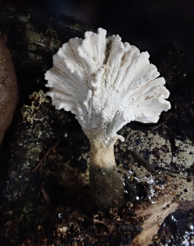 Xylaria flabelliformis