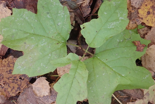 guelder-rose