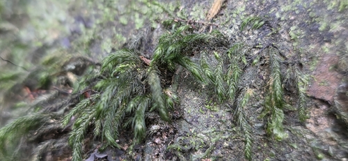 Bescherellia elegantissima observed 2026-10-12