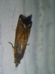 Dichrorampha bittana