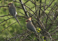 Urocolius macrourus