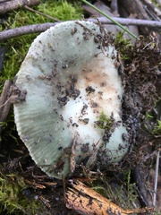 Russula viridis