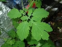 Chelidonium majus
