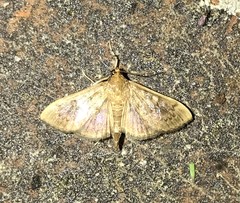 Psara obscuralis