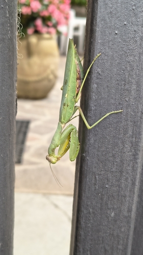 Transcaucasian Giant Mantis