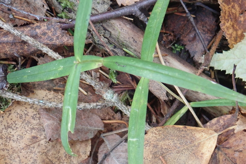 greater stitchwort