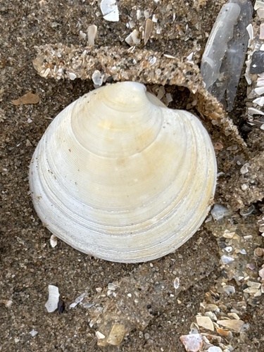 Dosinia exoleta observed 2026-10-12