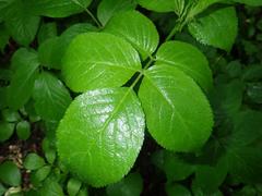 Sambucus nigra