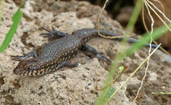 Trachylepis brevicollis