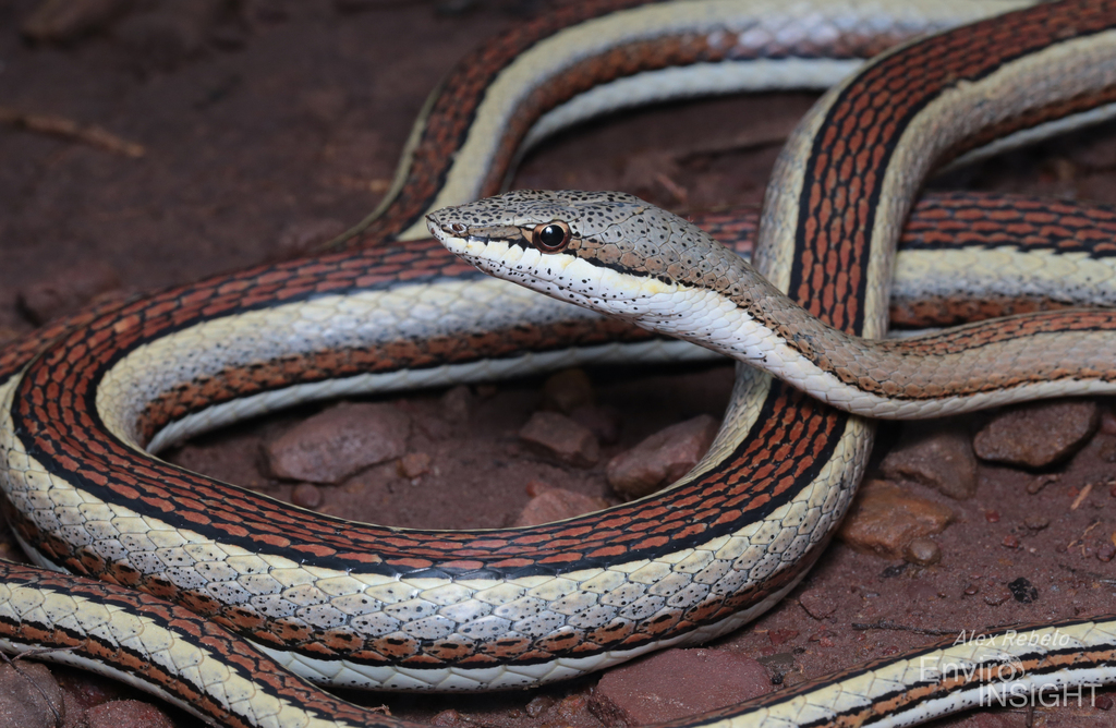 Elegant Sand Racer