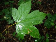 Acer pseudoplatanus