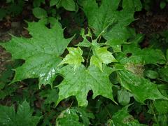 Acer platanoides