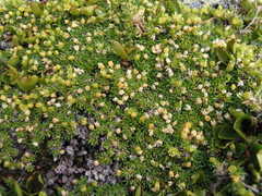 Cherleria sedoides