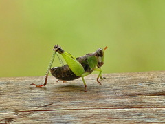 Lophothericles kongoni