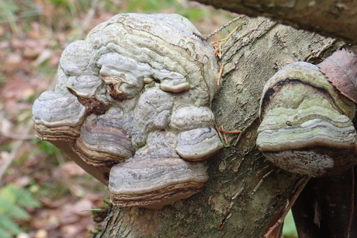 Hoof Fungus