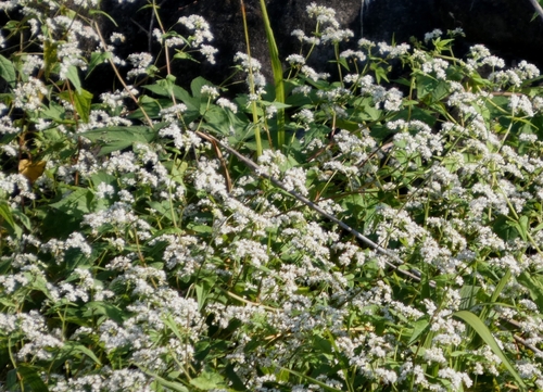 Fagopyrum cymosum, 2026-10-10
